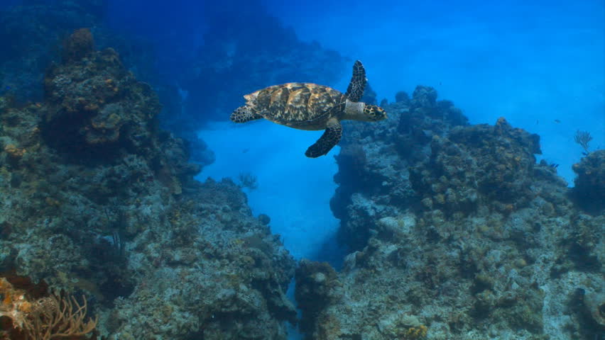 Hawksbill sea turtle swims over stunning coral reef formations