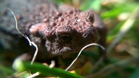 toad close up in slow motion video