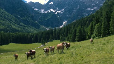 Aerial - Picturesque Alpine landscape in spring with cows on pasture