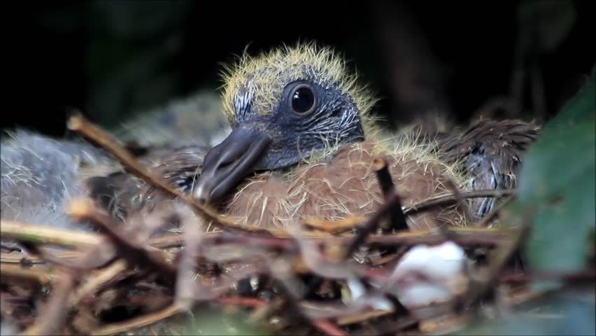 newborn pigeon
