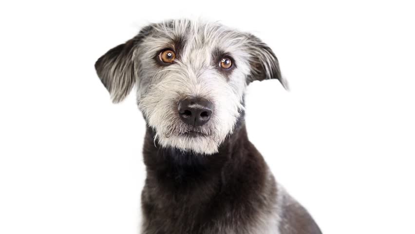 Closeup video of shaggy gray mixed breed dog looking around and sticking tongue out to lick lips.