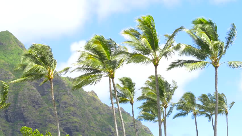 palm trees blowing wind hawaii beautiful Stock Footage Video (100% ...