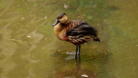 Wandering Whistling Duck Cleans Himself - Dendrocygna arcuata.mp4