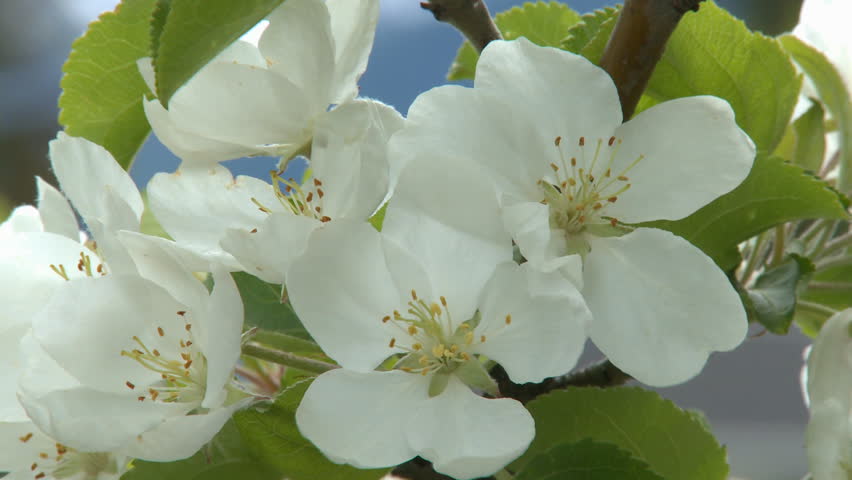 Close up of spring Apple Blossom