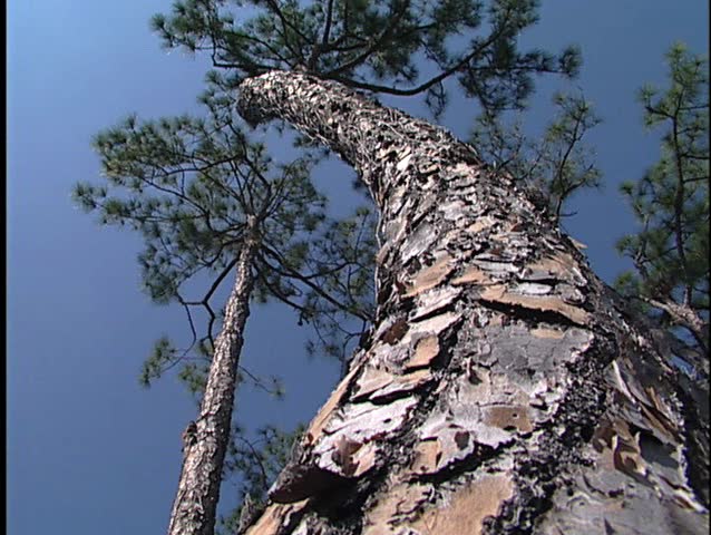 A curving pine tree