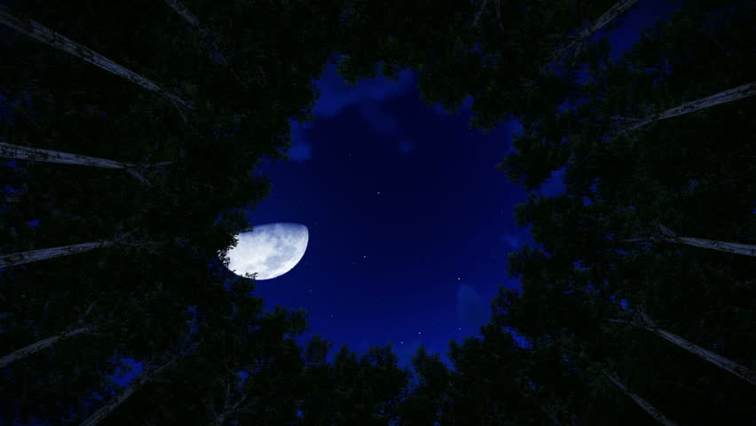 Looking up at a circle of redwood trees, timelapse clouds, full moon Royalty-Free Stock Footage #19378786