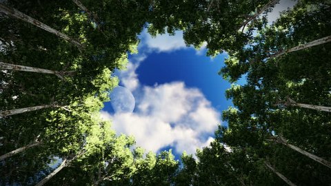 Looking up at a circle of redwood trees, timelapse clouds, full moon