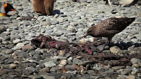 A skua picks at a seal carcass on a beach of South Georgia Island.