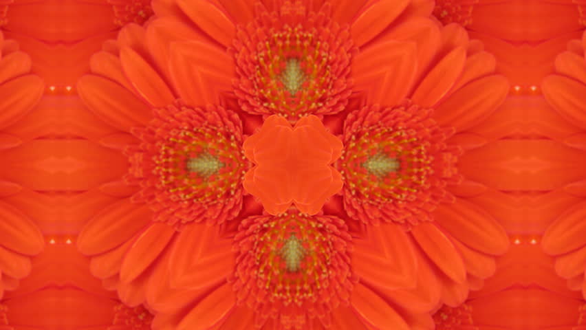 Wild and bright flower kaleidoscope. Actual high resolution photo of flowers.