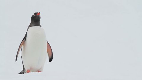 Gentoo Penguins shot in Antarctica.