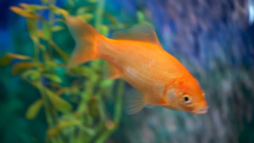 Pet goldfish swimming around in the aquarium. Handheld HD 1080.-