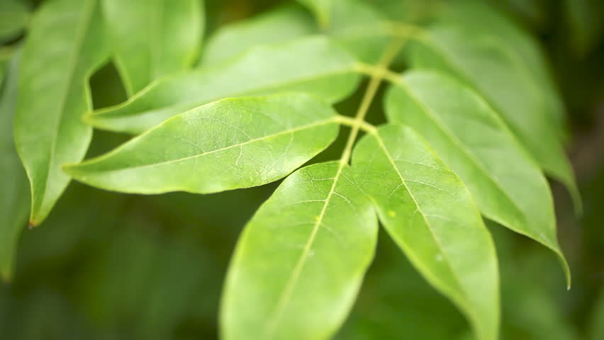 A simple shot of lush Green Leaves Swaying in the Wind. Close-up macro shallow