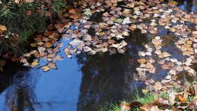 Video clip of small pond with fallen leaves.