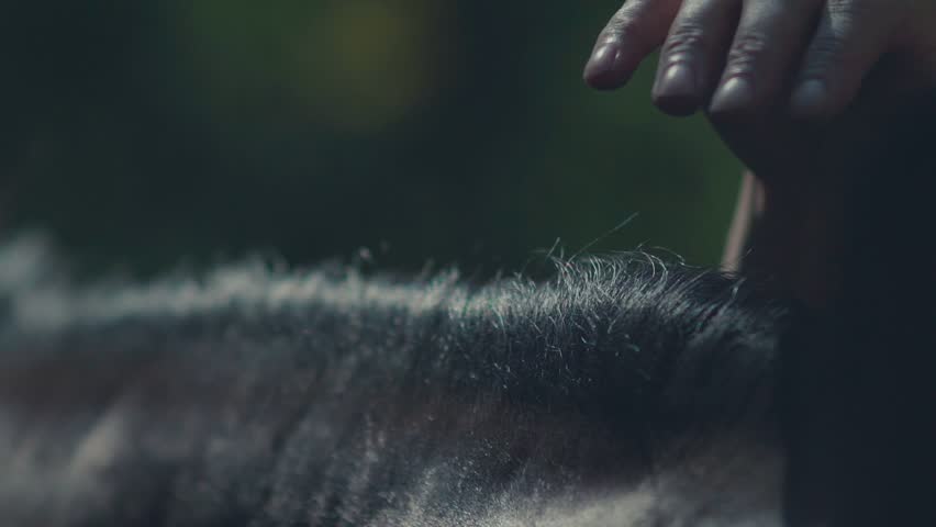 Shutterstock video thumbnail