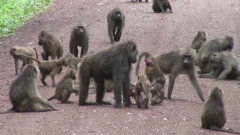 group of Wild Baboon Monkey in African Botswana savannah 