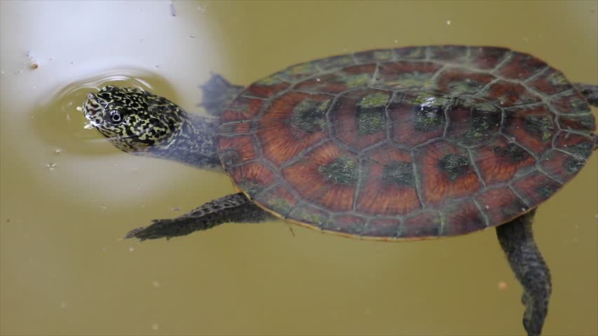 A Gibba Turtle (phrynops Gibbus) Stock Footage Video (100% Royalty-free ...