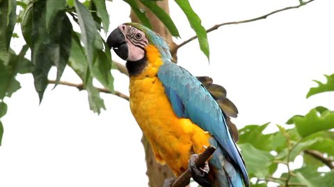 The Blue-and-yellow Macaw (Ara ararauna), also known as the Blue-and-gold Macaw, is a member of the group of large Neotropical parrots known as macaws. Seen here in the Peruvian Amazon.