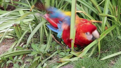 A WILD Scarlet Macaw playfully rolls around in the grass in the Peruvian Amazon