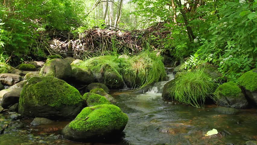 forest stream, the stones