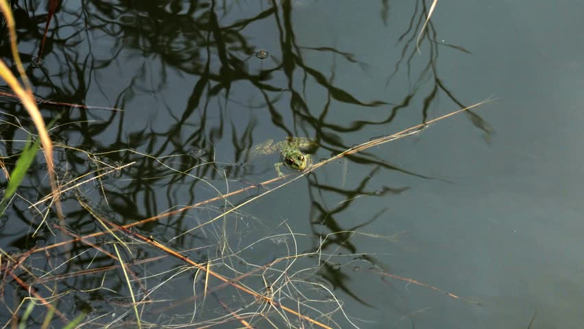 Frog in the pond. Siberia, Russia