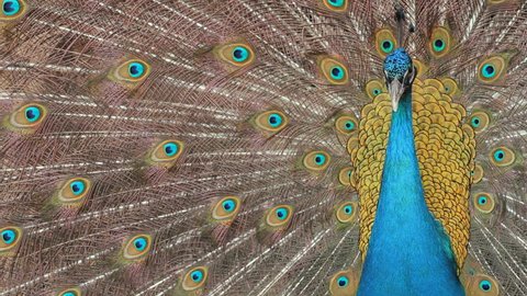 Peacock displaying his colorful feathered tail. - Βίντεο στοκ