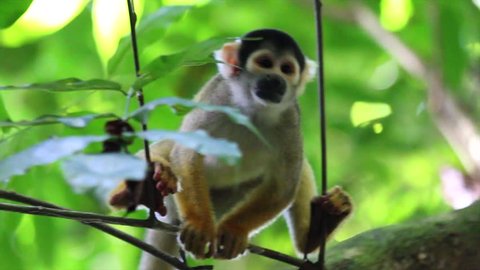 A cute and inquisitive WILD Squirrel Monkey (Saimiri boliviensis) in the Peruvian Amazon