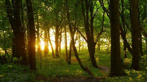Sunset beams through trees in forest