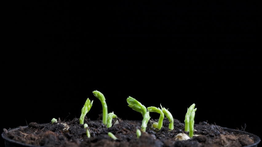 pea seeds germination