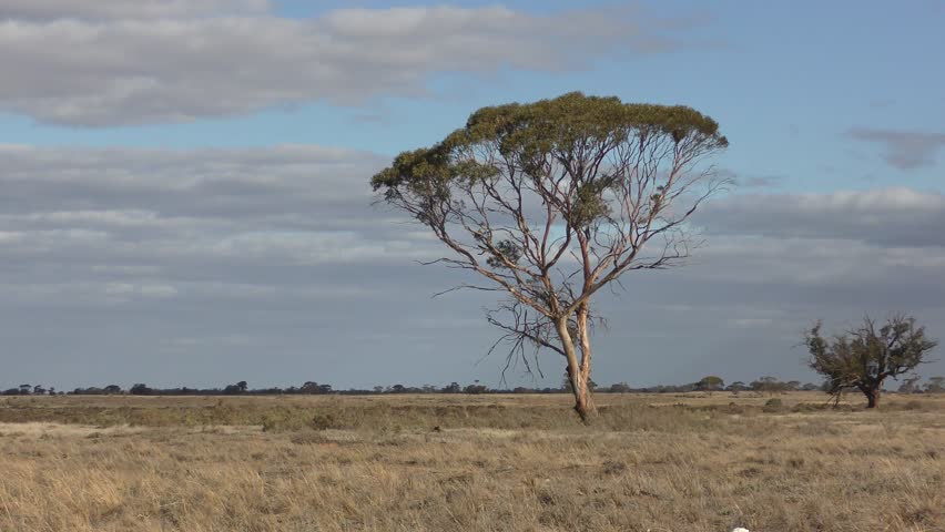 Eucalyptus Tree Australia Lone Tree. Stock Video (100% Royalty-free) 19412752 | Shutterstock