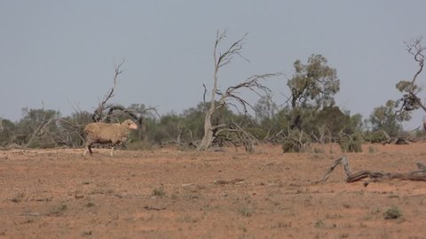Domestic Sheep Lone Walking Moving Overgrazed Denuded Dirt. Mildura, Australia - March, 2016