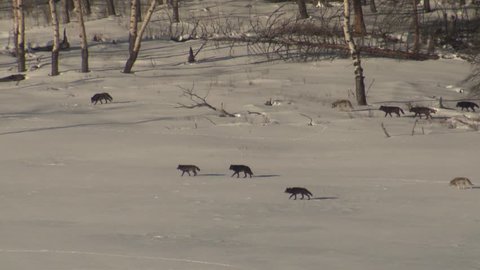Wolf Adult Immature Pack Wolves Wolfpack Walking Moving Hunting Winter Black Gray Color Phase. Yellowstone National Park, Wyoming, USA - December, 2015