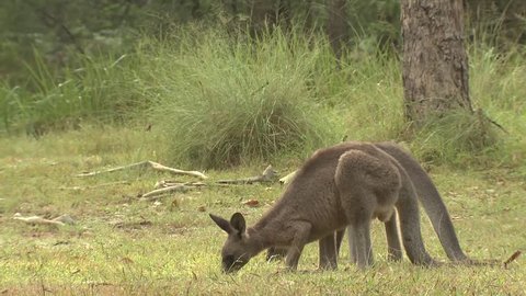 Eastern Grey Kangaroo Male Buck Adult Pair Feeding Eating Grazing. Blue Mountains National Park, Australia - March, 2016