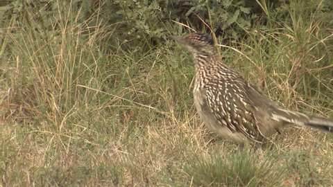 Greater Roadrunner Adult Lone Foraging Looking For Food. Big Bend National Park, Texas, USA - December, 2015