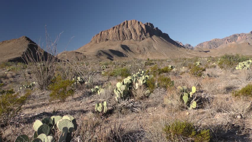 Prickly Pear Cactus Many Dry Season Pan at Big Bend National Park. Big Bend National Park, Texas, USA - December, 2015