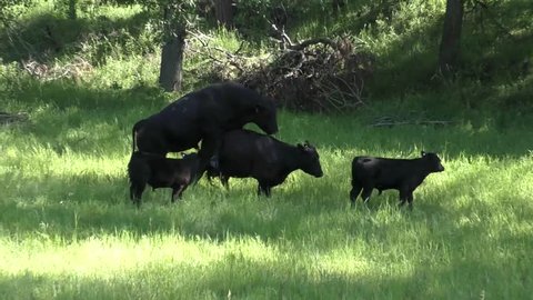 Cattle Male Female Bull Cow Adult Immature Several Mating Breeding Sex Copulation Summer. Black Hills, South Dakota, USA - 2015