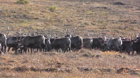 Caribou Adult Young Calf Herd Many Walking Moving Migrating Fall Autumn in Alaska. Seward Peninsula, Alaska, USA - 2015
