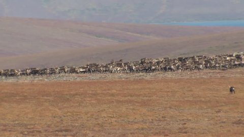 Caribou Adult Immature Herd Many Walking Moving Migrating Fall Autumn. Seward Peninsula, Alaska, USA - 2015