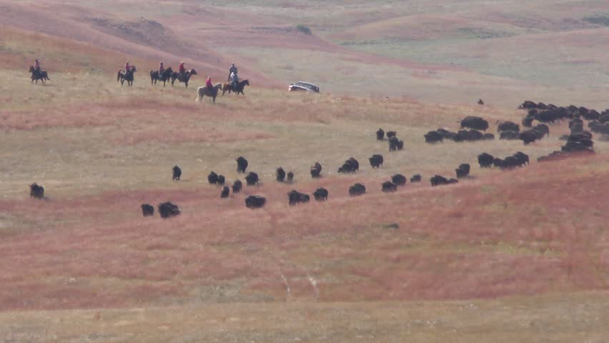 Bison Herd Many Running Stampeding Fall Autumn Cowboys Horses Pickup Trucks Roundup at Custer State Park. Custer State Park, South Dakota, USA - 2015