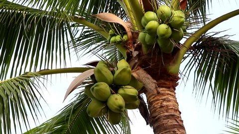 coconut  tree with sky