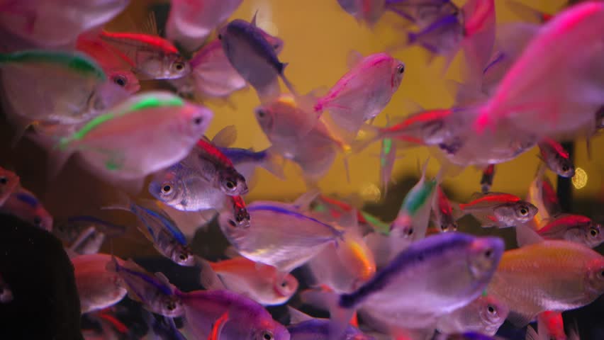 colourful tetra fish