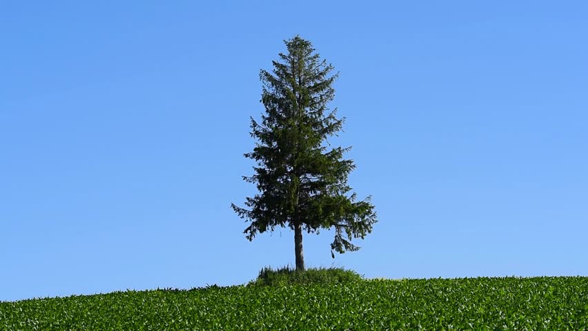 On tree and cornfield which stand on the hill