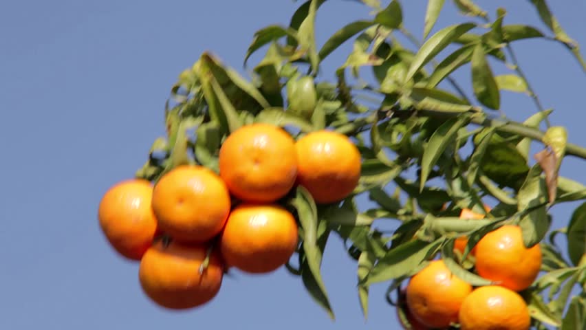 Portugal Citrus Stock Footage Video 100 Royalty Free 1942537 Shutterstock