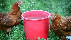 Two chicken near bucket of water in the yard
