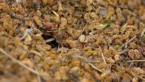 Many ants scurrying in and out of a hole in the ground. the entrance to their colony. carrying heavy cargos. Video FullHD 1080p