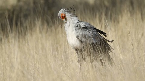Secretary bird (Sagittarius serpentarius) preening its feathers, Kalahari, South Africa