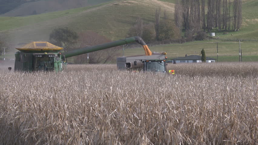 Corn harvest with combine