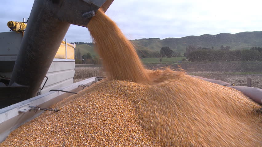 harvested corn being transferred to a truck