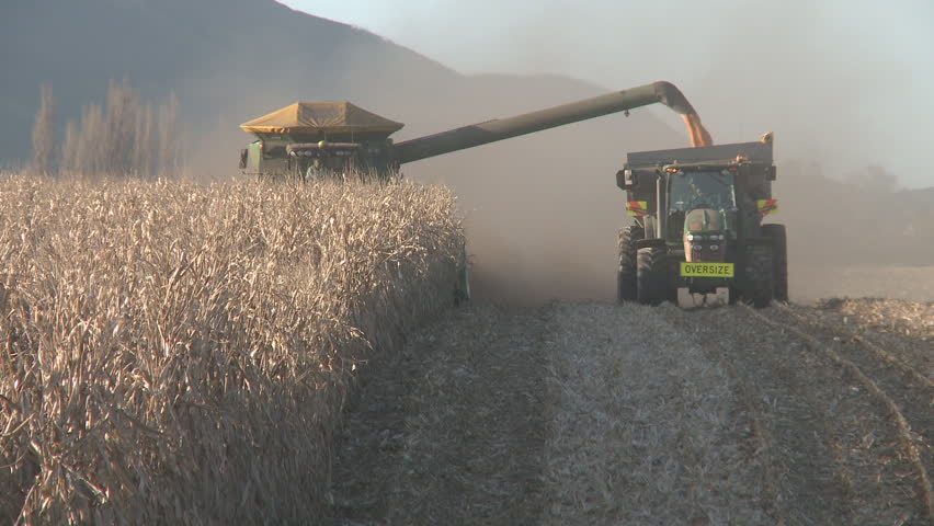 Combine and tractor harvesting corn
