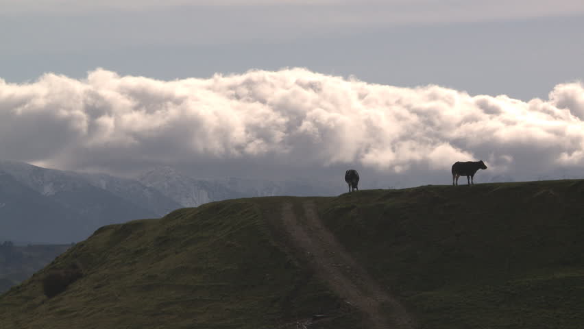 Cows on a farm with cloud covered mountains in the background