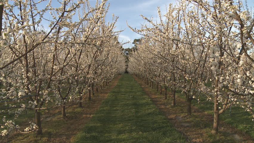 Zoom in on a row of plum trees in blossom